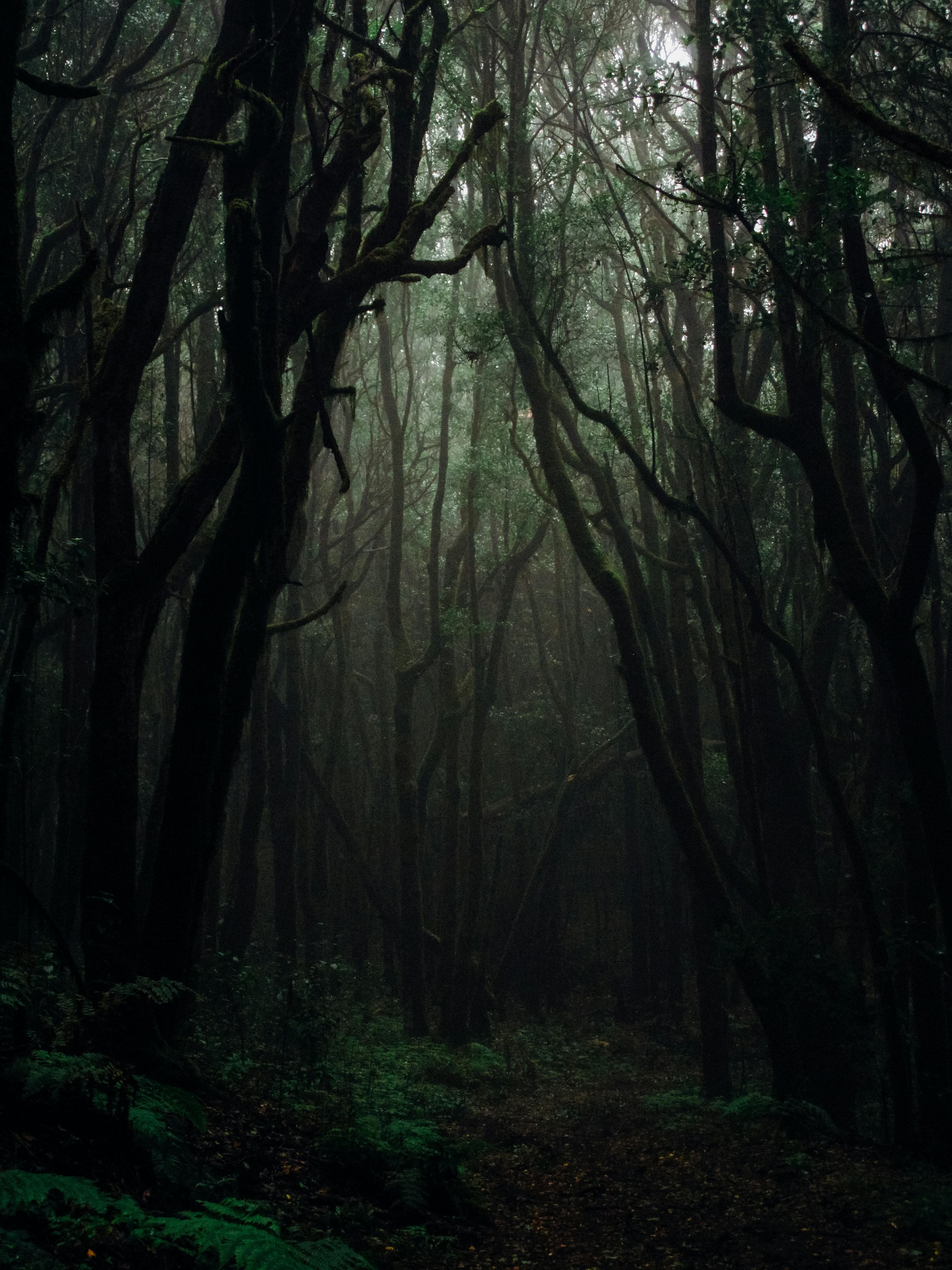 Mangrove 1