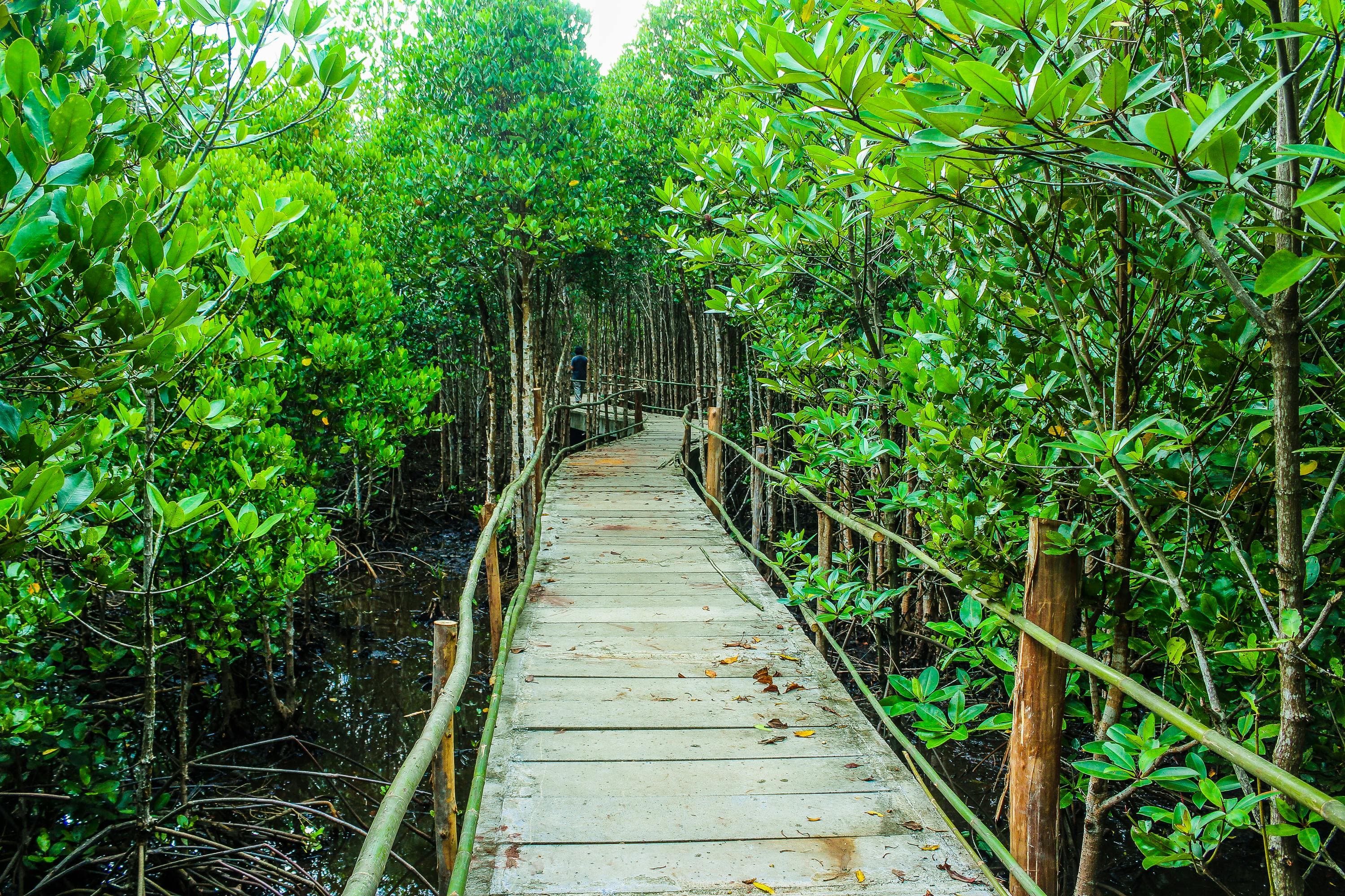 Mangrove 3